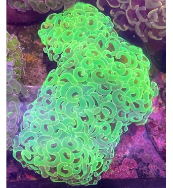 Euphyllia parancora green fluo