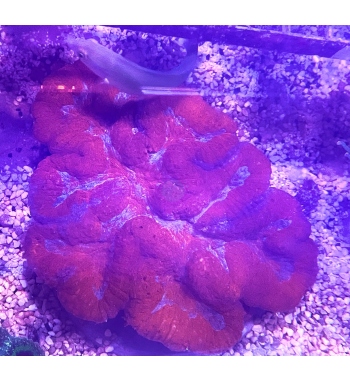 Lobophyllia red