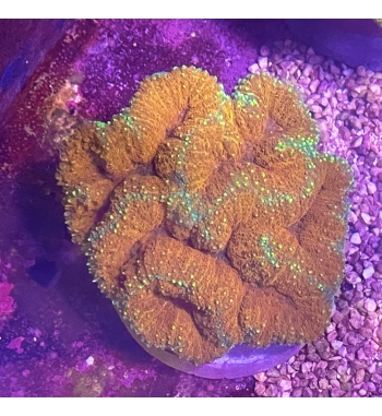 Lobophyllia orange and yellow