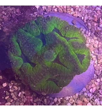 Lobophyllia green and blue