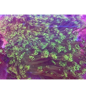 Goniopora green fluo