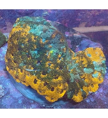 Acanthastrea Rainbow