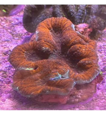 Lobophyllia red