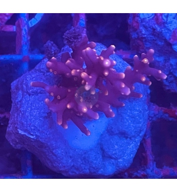 Acropora red dragon