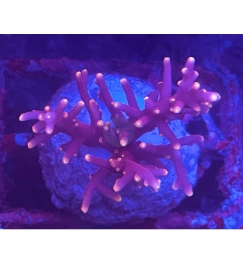 Acropora red dragon