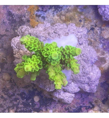 Acropora tenuis green fluo