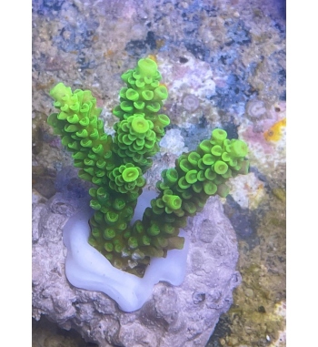 Acropora tenuis green fluo