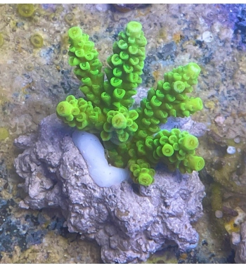 Acropora tenuis green fluo