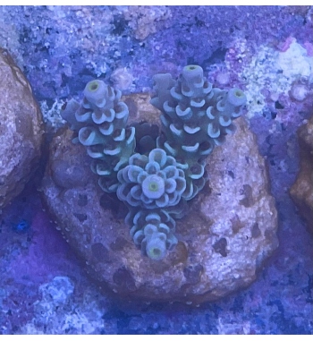 Acropora Tenuis blue and green