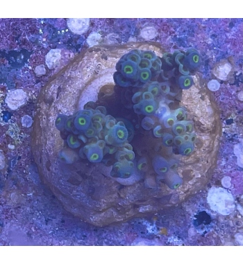 Acropora Tenuis blue and green