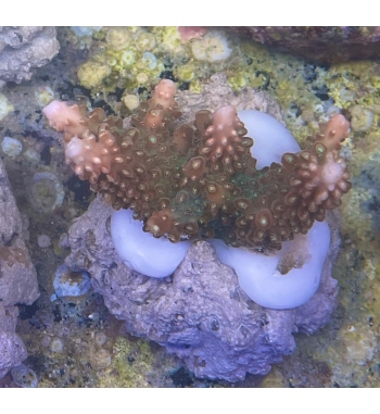 Acropora Divaricata red