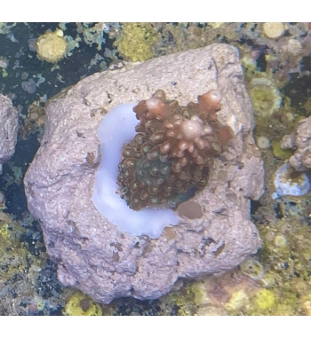 Acropora Divaricata red