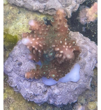 Acropora Divaricata red