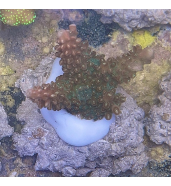 Acropora Divaricata red