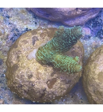 Acropora Millepora green