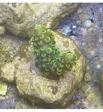 Acropora Aculeus orange