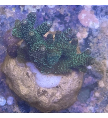 Acropora Millepora green