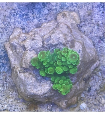 Acropora Gemmifera