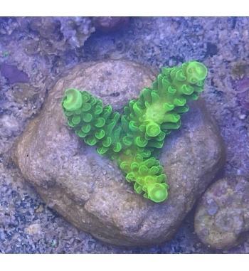 Acropora Nobilis