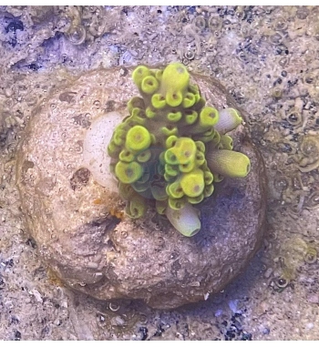 Acropora Pickachu