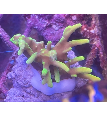 Acropora Caroliniana