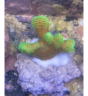 Stylopora pistillata green red