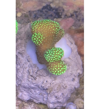 Stylopora pistillata green red