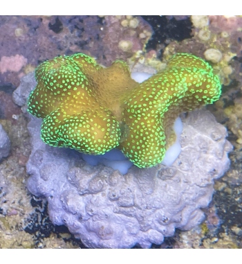 Stylopora pistillata green red