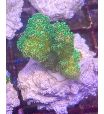 Pocillopora damicornis green