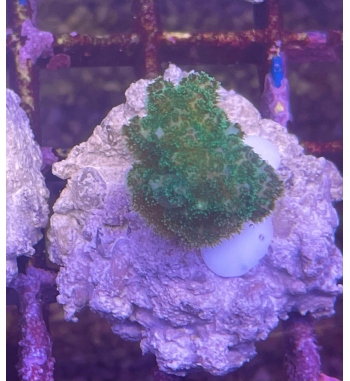 Pocillopora damicornis green