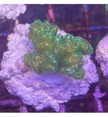 Pocillopora damicornis green