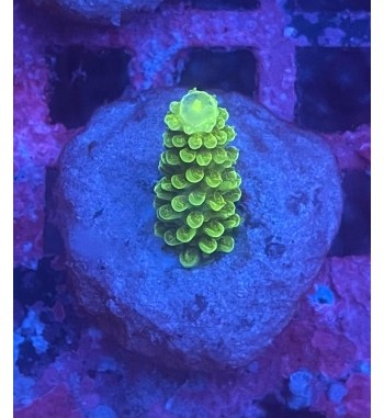 Acropora nobilis green fluo