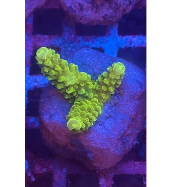 Acropora nobilis green