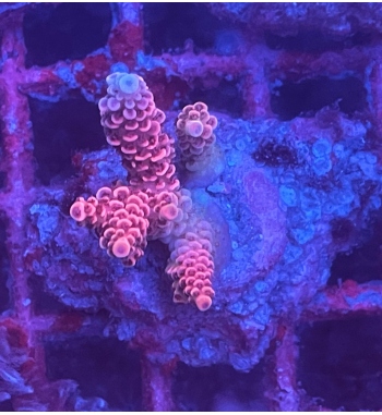 Acropora Millepora super pink and blue