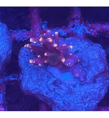 Acropora Pacman