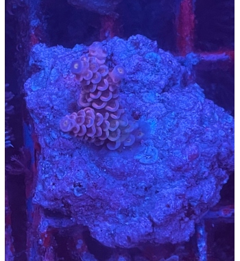 Acropora Tenuis pink and blue