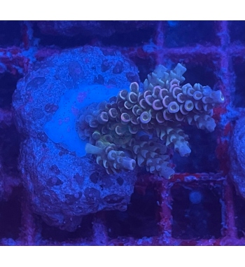 Acropora Tenuis rainbow