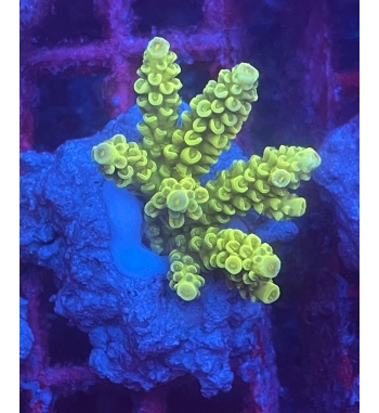 Acropora Tenuis