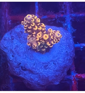 Acropora Aculeus orange