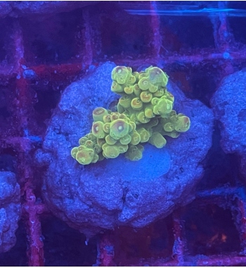 Acropora Florida