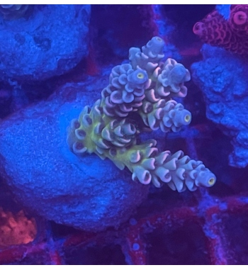 Acropora Tenuis walt disney