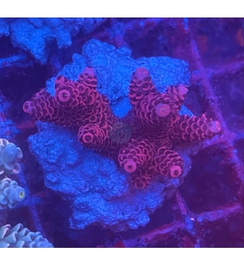 Acropora Millepora super red