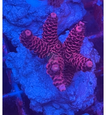 Acropora Millepora super red