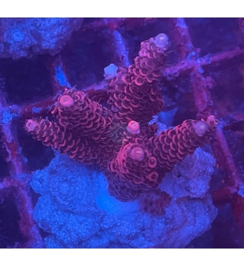 Acropora Millepora super red