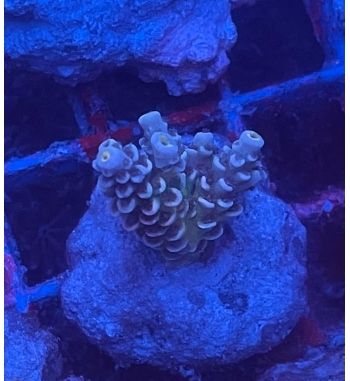 Acropora Millepora rainbow