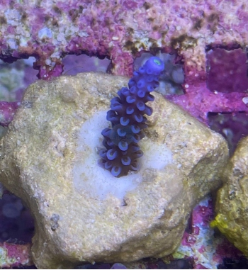 Acropora Hoksemai