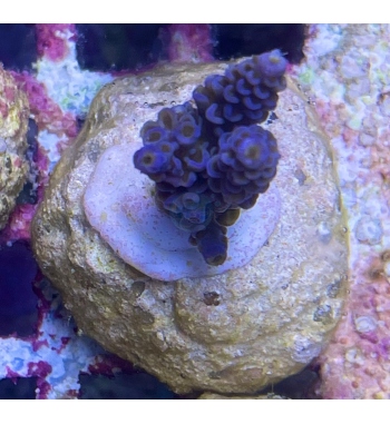 Acropora Tenuis super blue