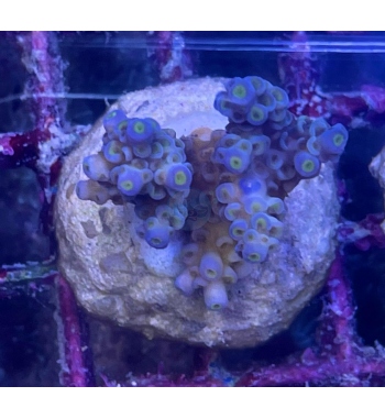 Acropora Tenuis blue