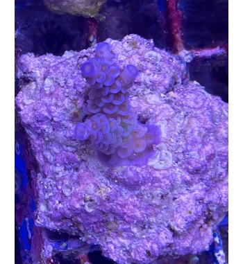 Acropora Tenuis blue