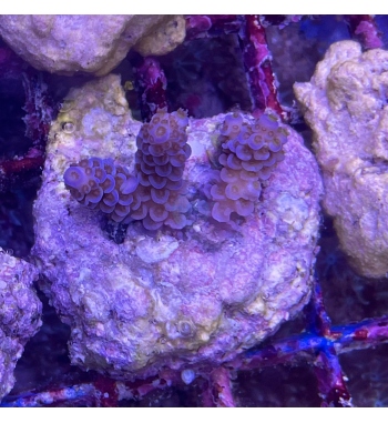 Acropora Tenuis blue